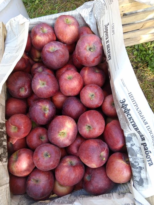 В наличии Американка