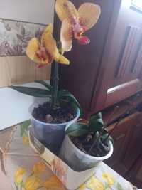 De vanzare orchidea