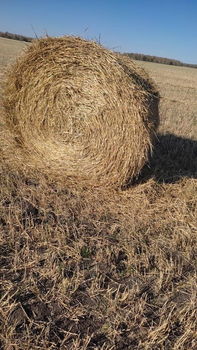 Продам солому ячменя в рулонах!