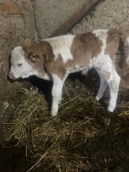 Vând vitel bălțat