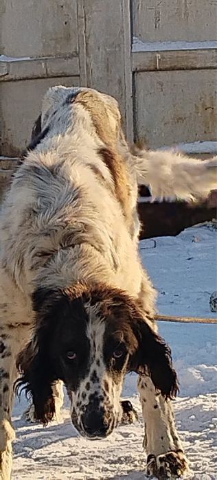 Продам чистокровный тазы