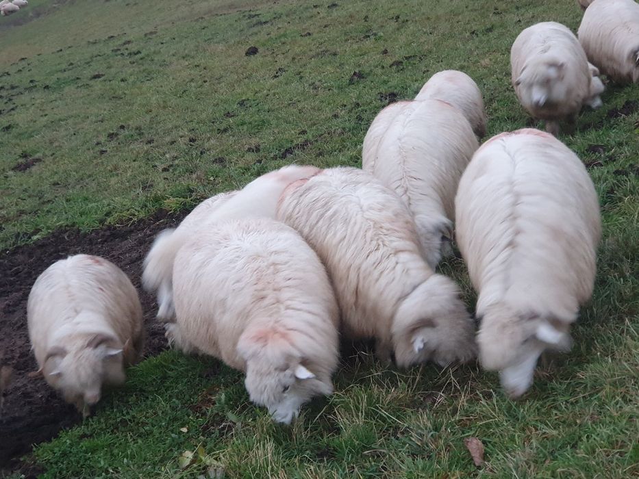 Oi țurcane 20 de bucăți