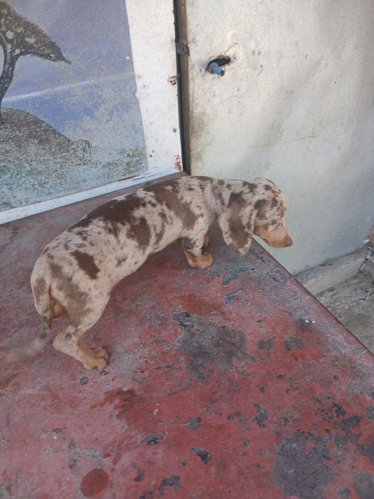 Teckel de dat 4 luni