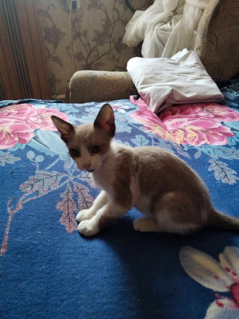 Продаются котята породы велюровые