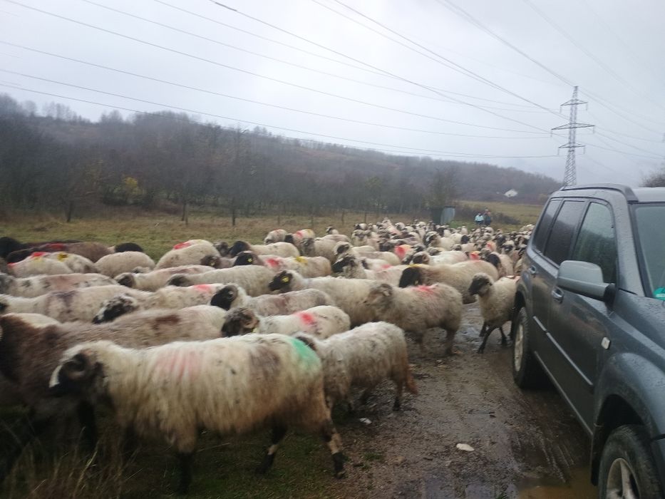 Oi de vânzare 30 de oi și un berbec