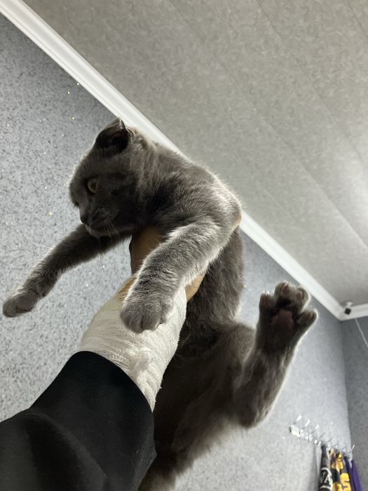 Zottor mushuklarimi sotiladi 5 oylik