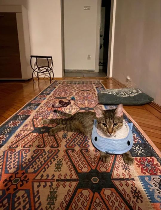 Lizuca își caută stăpân