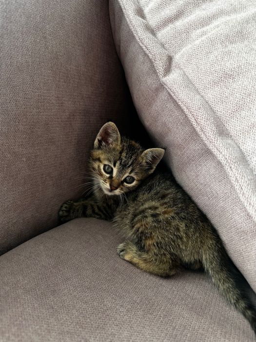 Ofer spre adopție o pisicuță adorabilă!