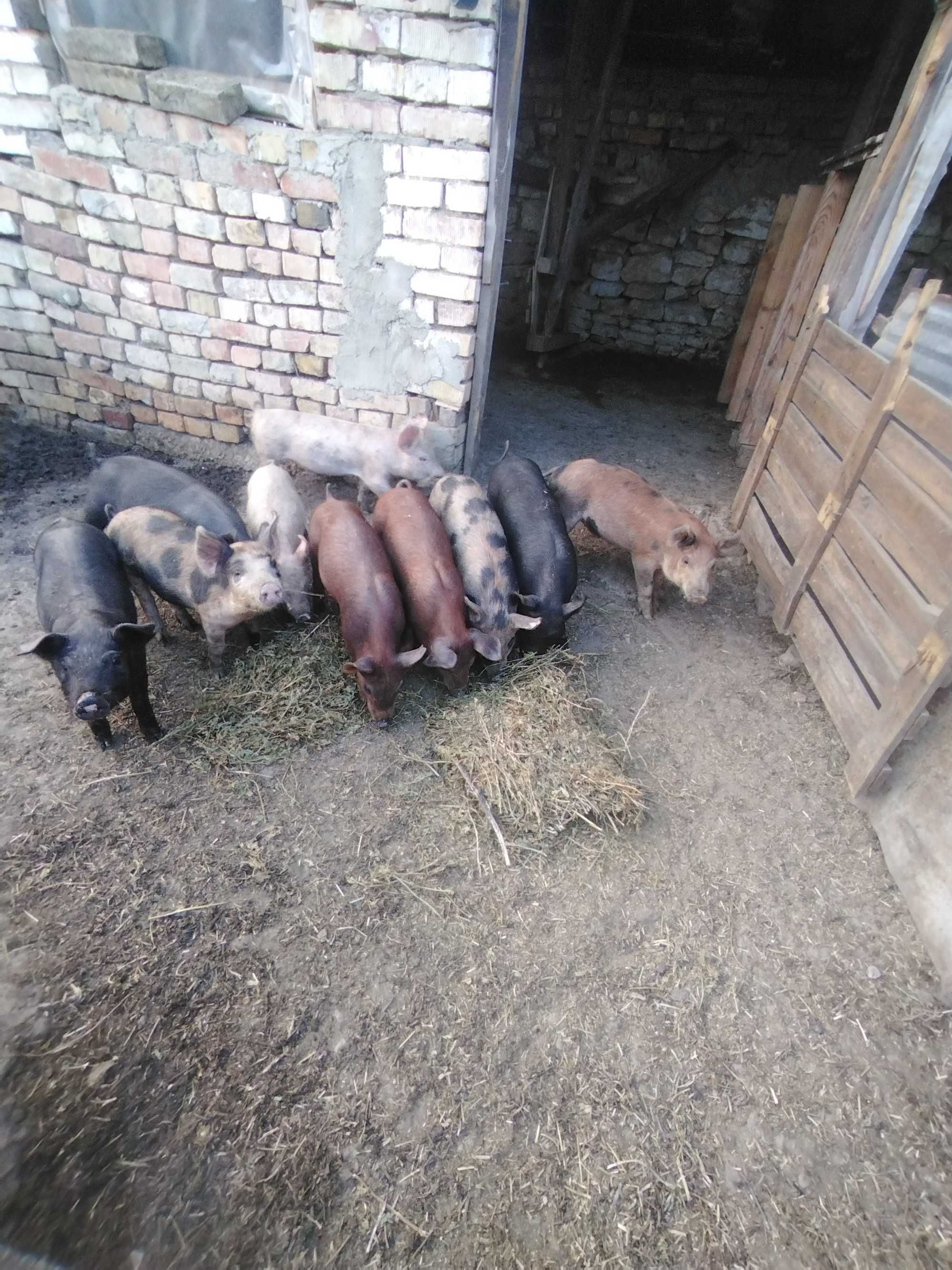 Прасенца на 60 дни
