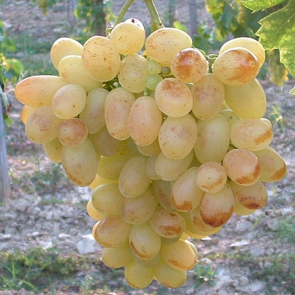 Vita de vie altoita si hibrida
