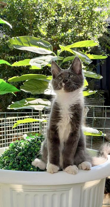 Котята породы мейн-кун