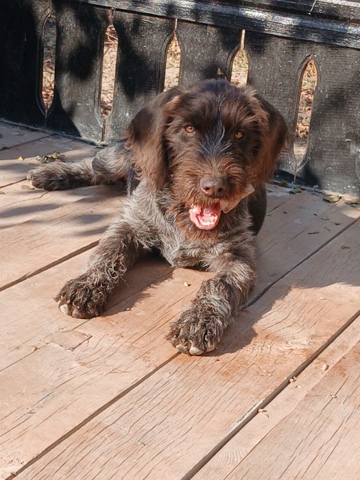 Кучук сотилади. 4 ойлик