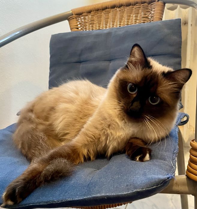 Donez pisica birmaneza de 3 ani foarte iubitoare