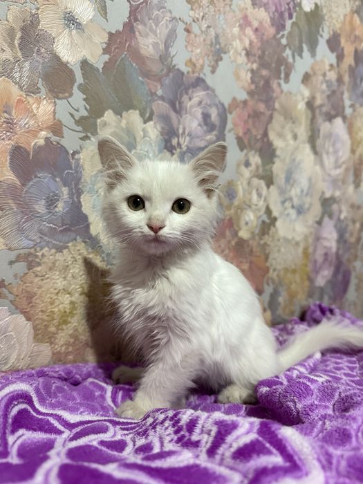 Отдам бесплатно котенка в добрые руки!!!