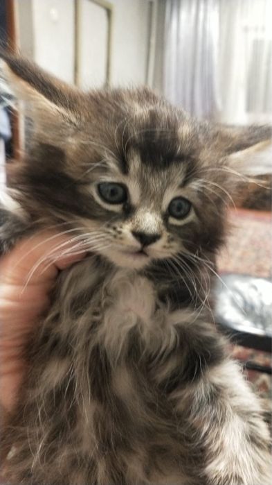 Котенок Мейн-кун