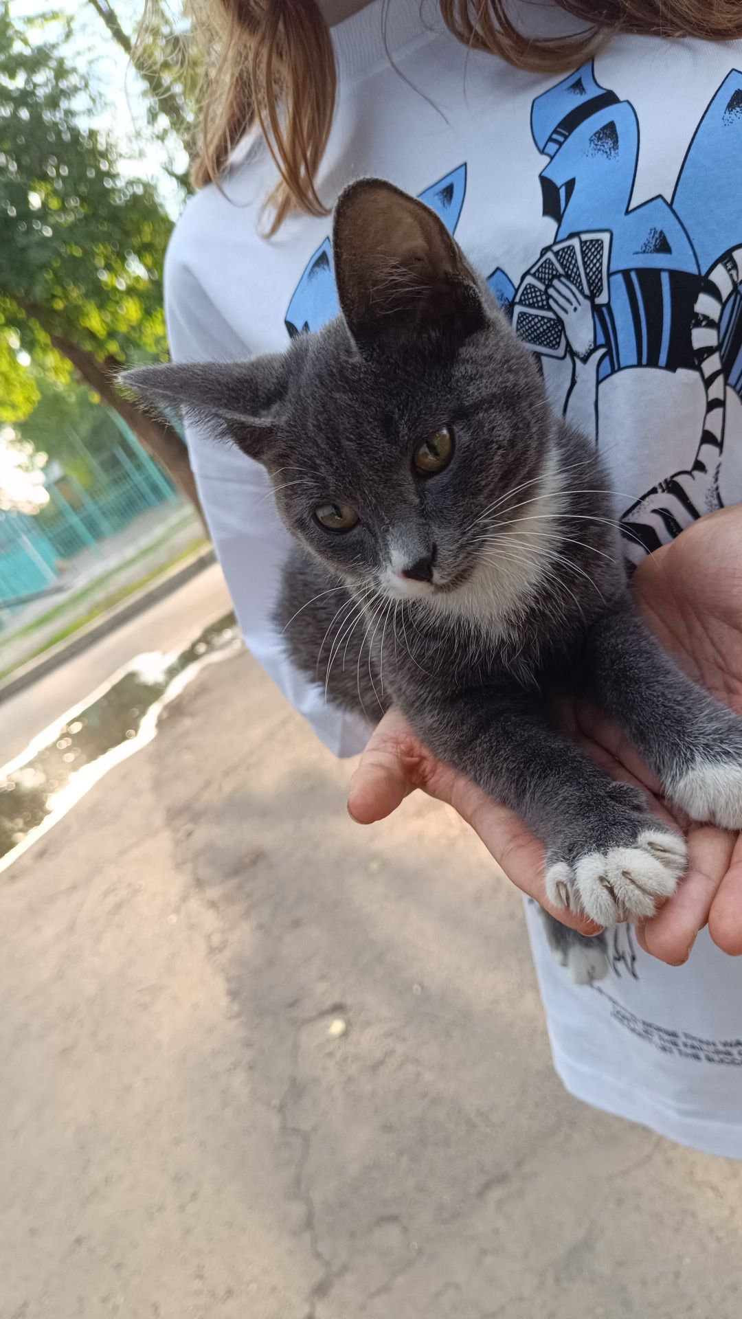 кот улечный мальчик