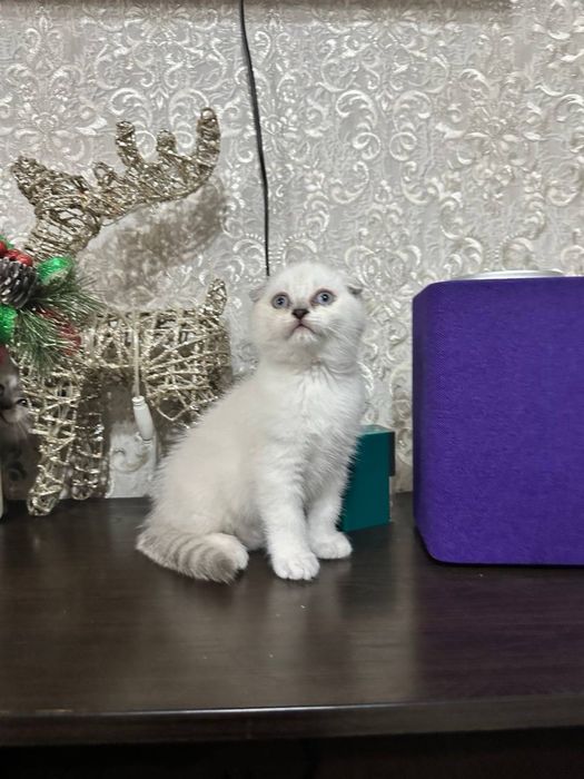 Шатланские вислоухие