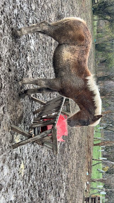 Vând mânză – 5 luni jumate, rasă grea (Ardenez)