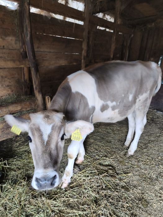 Vând vițea holstein