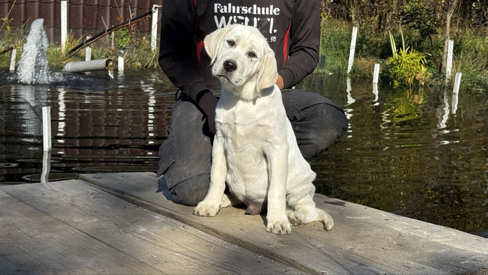 Pui Labrador Retriever