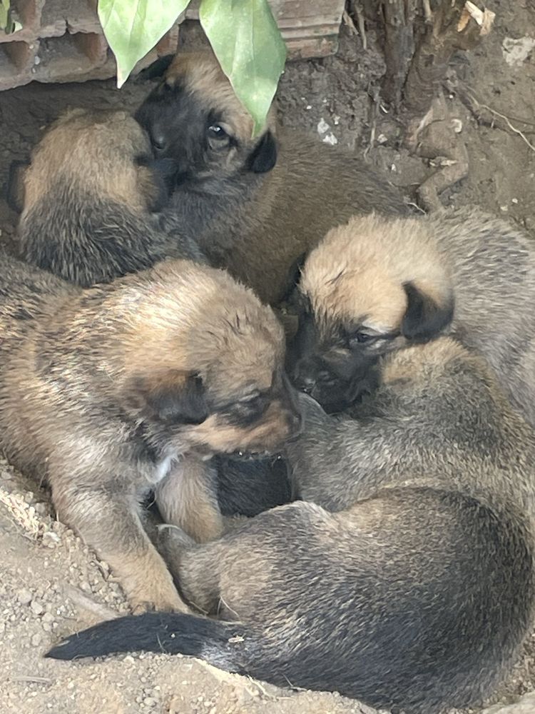 Белгийски овчарки на 2 месеца