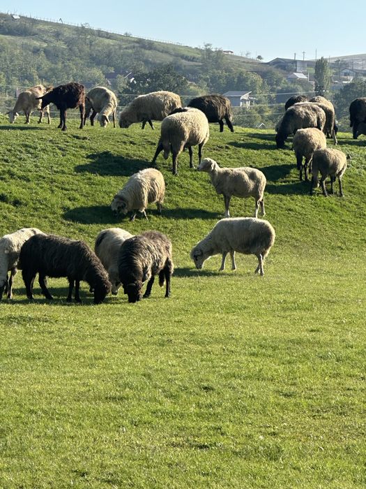 Vand 230de oi si 10berbeci