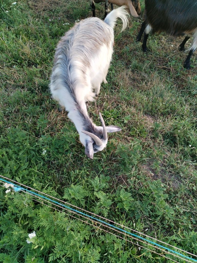 Vand capre foarte bune și tinere