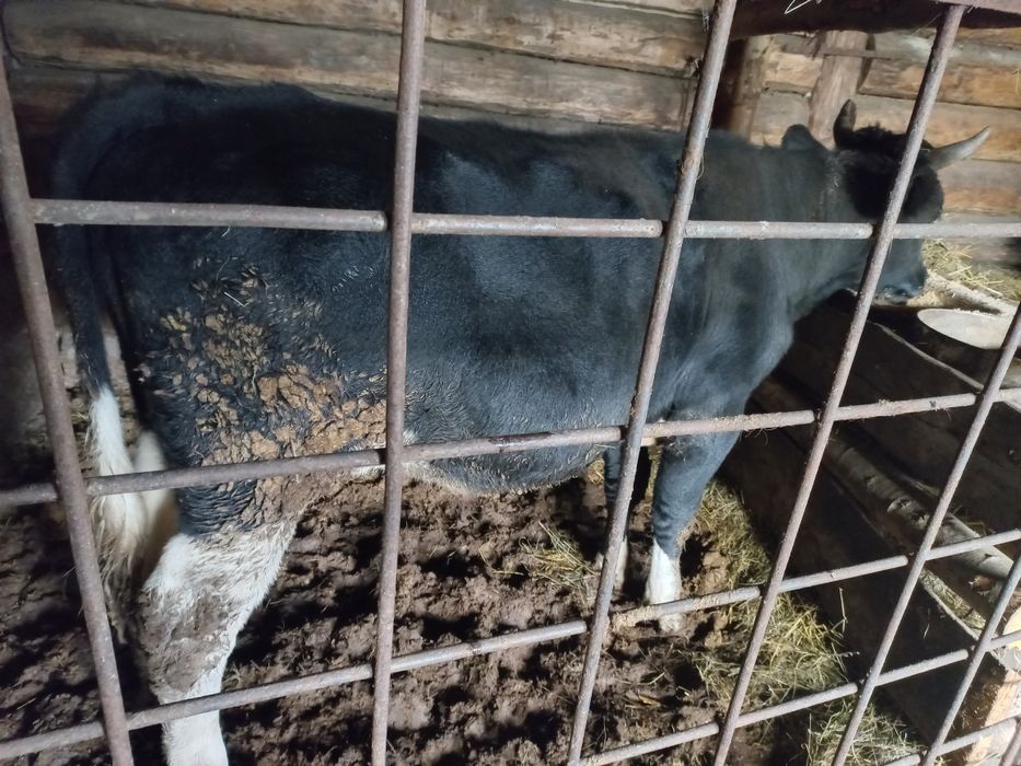 Продам бычка разного возраста