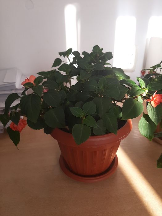 Продам комнатное растение бальзамин