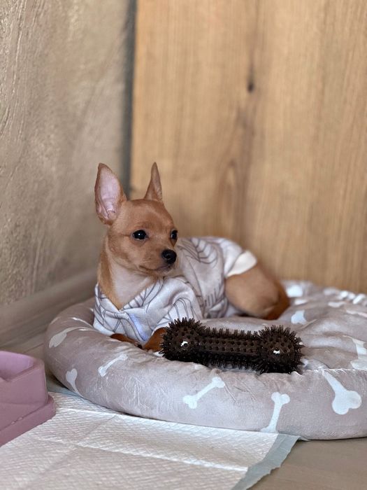 Продавам жеснко чухуахуа