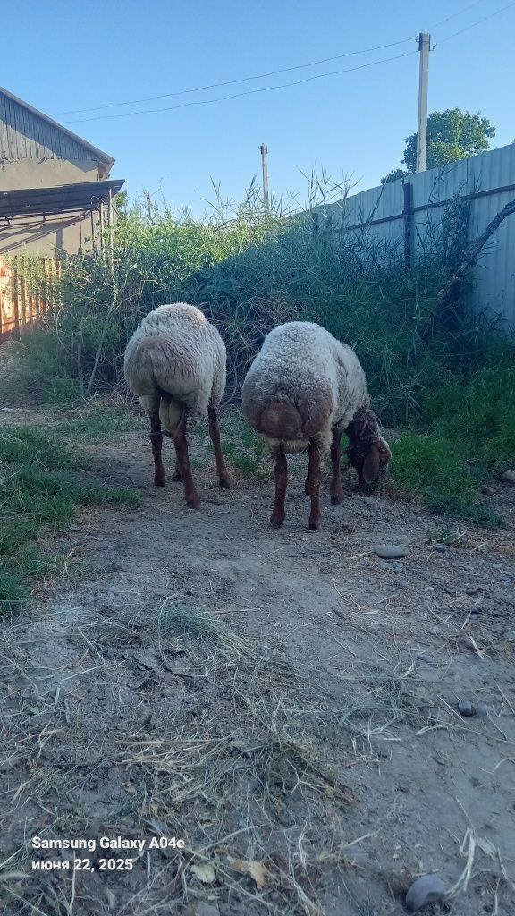 Кучкор ва куй сотилади