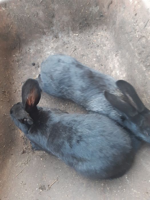 Vând sau schimb iepuri  jud HD com Balsa