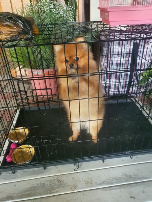 продам клетку для собаки