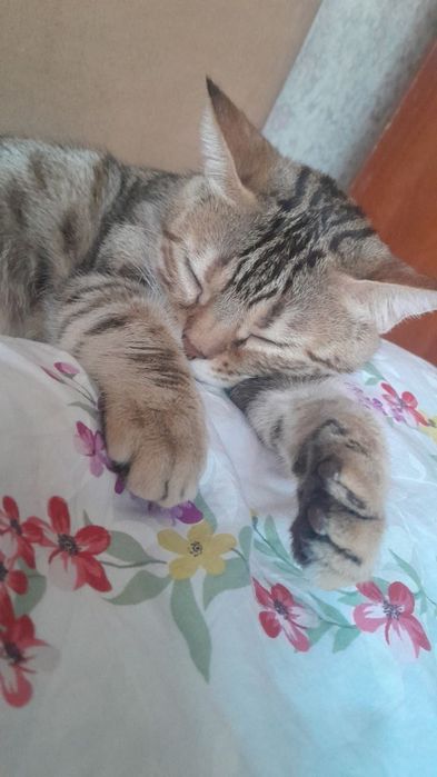 Домашние кошки ищут своих хозяев