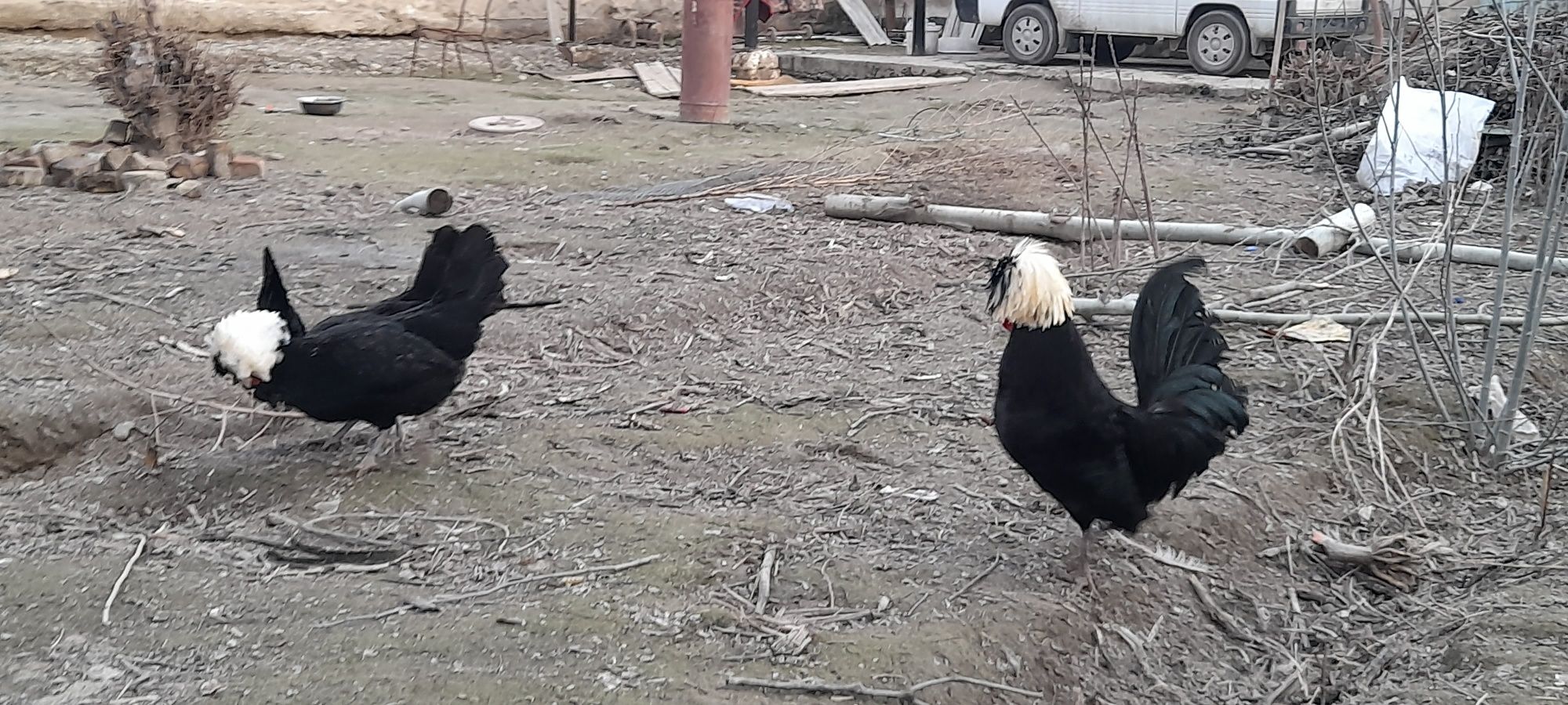 Gollanka tuxumlari zakasga yig'ib beramiz donasi 30 ming urug'langan