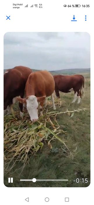 5 juninci gestante de vânzare com Borșa jud Cluj