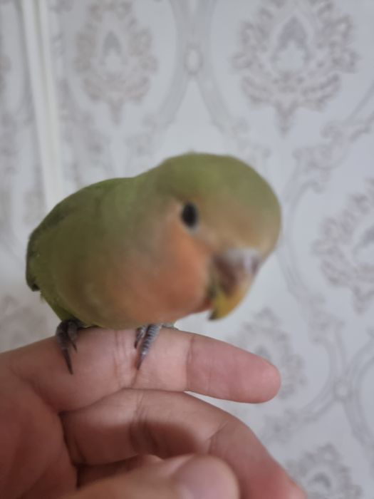 Lovebird, Nerazluchnik qo'lga ancha o'rgangan erkak(aniq emas)