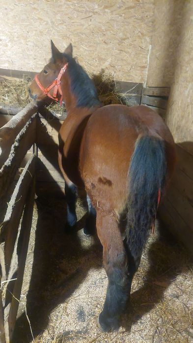 Vând manza de șase luni