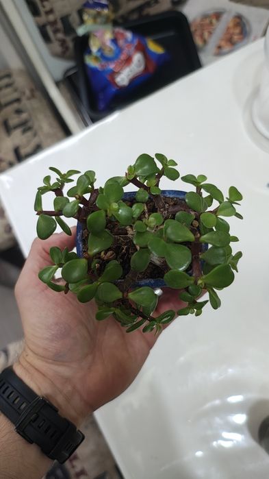 Bonsai portulacaria afra