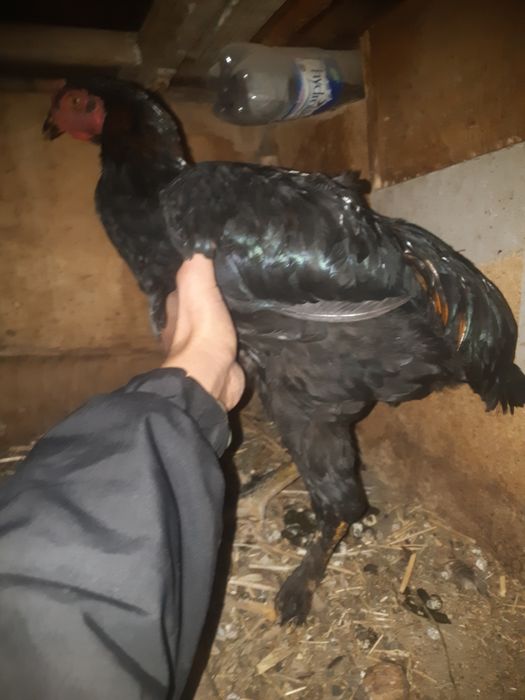 Daken chatish xozor sotiladi