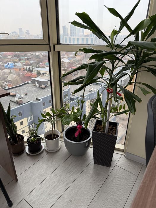 Цветы комнатные красивые дорогие