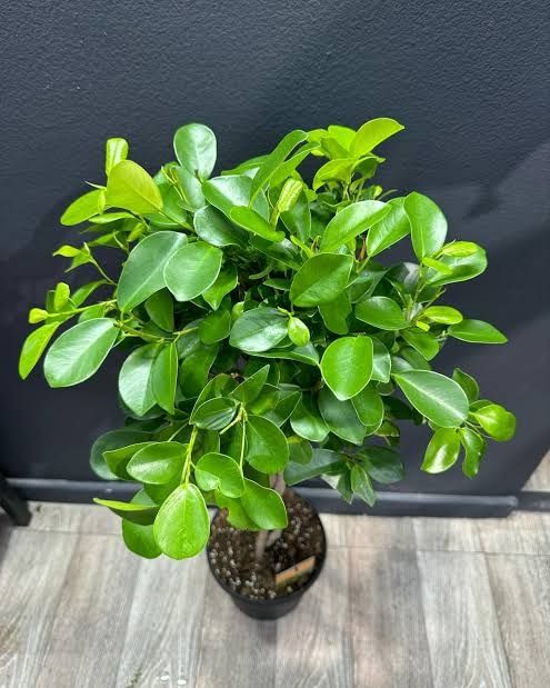 Фикус мокламе,  ficus moclame