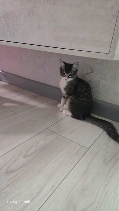 Отдам бесплатно, Котенок мальчик!