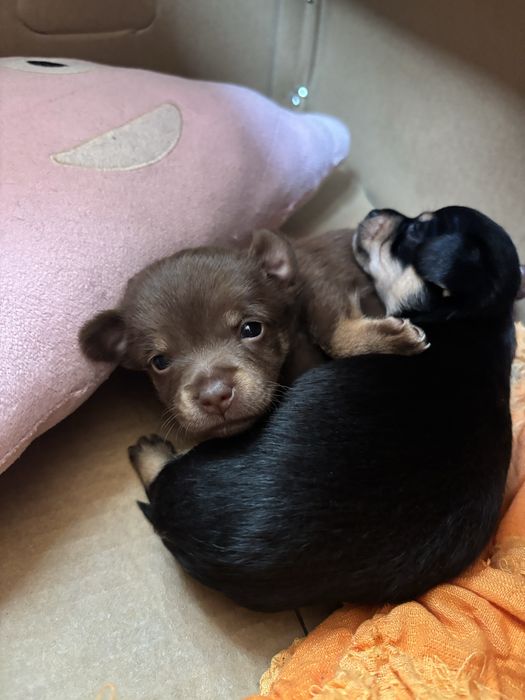 Мъжки и женски чихопинчер с родословие.