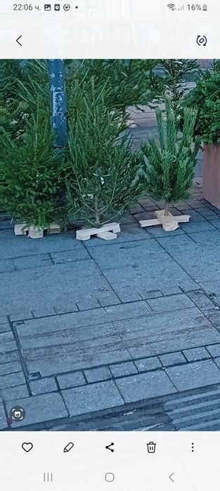 Продавам елхички дрянче клонки и букечета за ваза