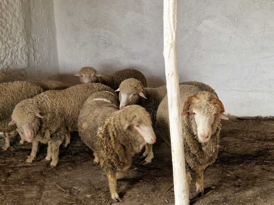 Vand Berbecuti Rasa Merinos de Palas