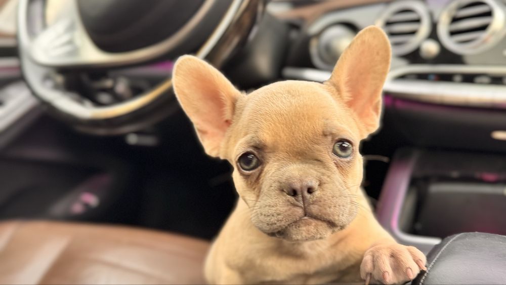 Френски булдог / Frenchie