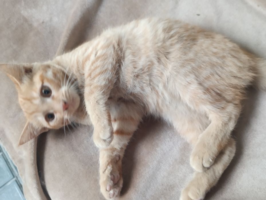 Котенок  мальчик