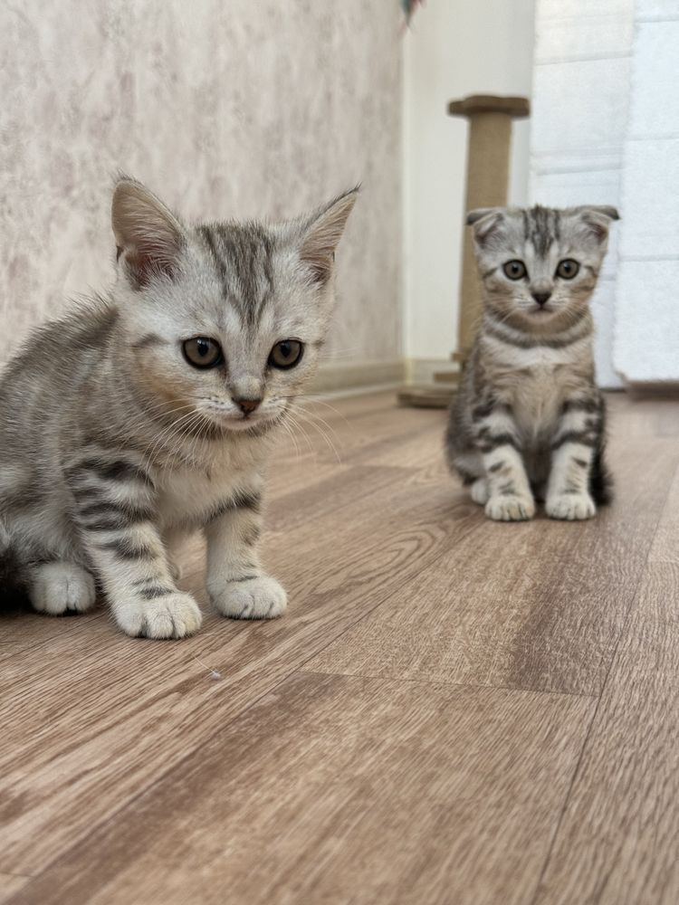 Шотландские котята ищут хозяев