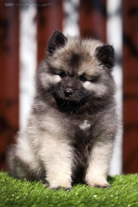 Открыты к раннему бронированию щенки Кеесхонда ВольфШпица